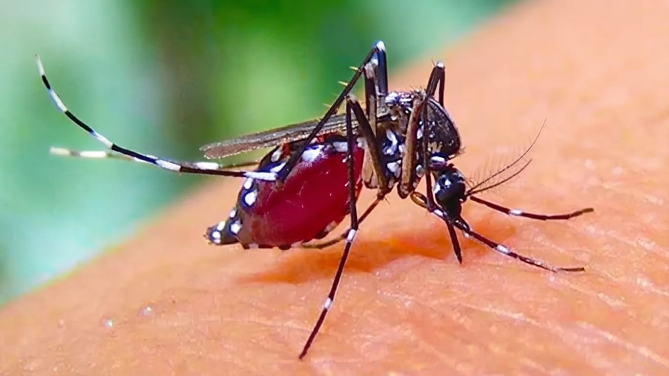 ডেঙ্গুতে আরও ৬ মৃত্যু, ২৪ ঘণ্টায় হাসপাতালে ভর্তি ২ হাজার ৮৯ জন